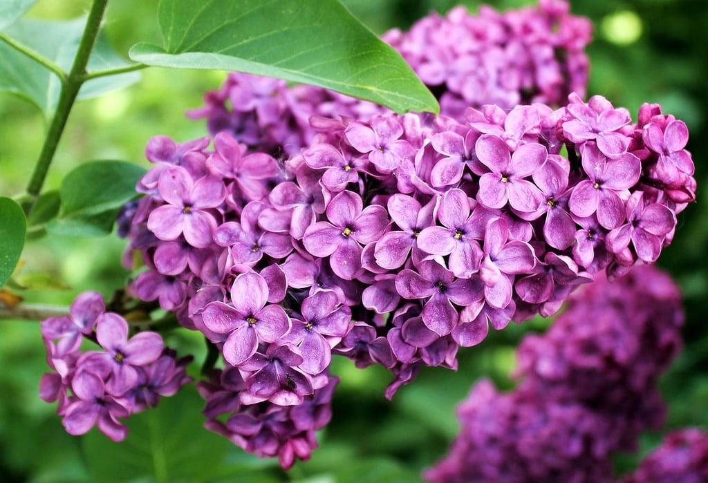 Associer des plantes vertes pour un effet harmonieux
