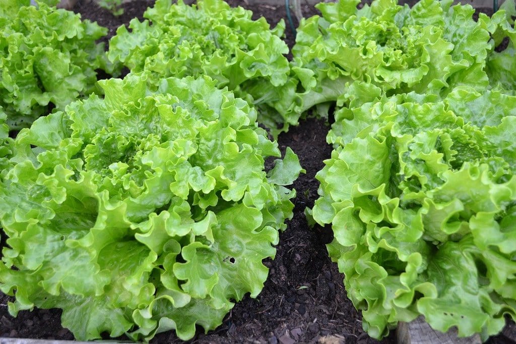 Créer un potager adapté aux petits espaces